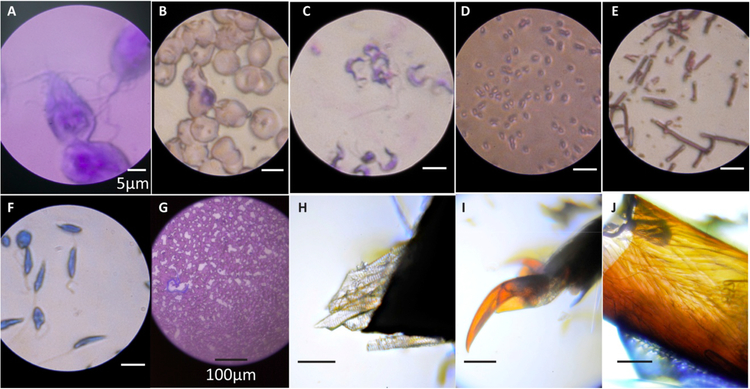 Foldscope Images